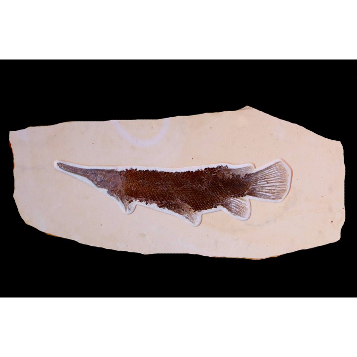 LEPIDOSTEUS SIMPLEX