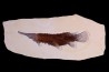 LEPIDOSTEUS SIMPLEX