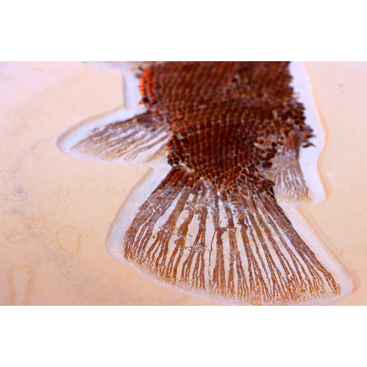 poisson fossile LEPIDOSTEUS SIMPLEX - eocène - USA