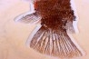 LEPIDOSTEUS SIMPLEX