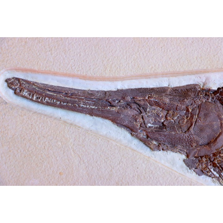 LEPIDOSTEUS SIMPLEX