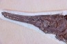 LEPIDOSTEUS SIMPLEX