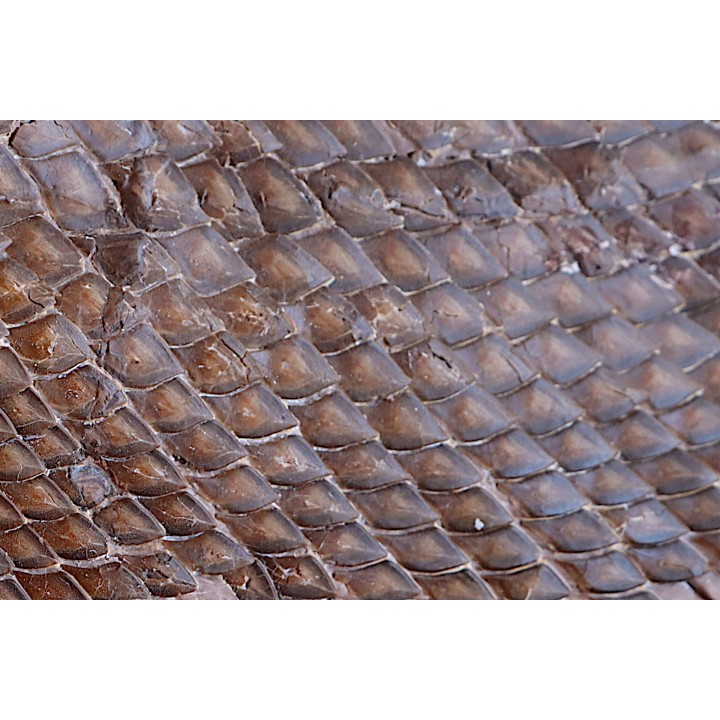LEPIDOSTEUS SIMPLEX