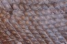 poisson fossile LEPIDOSTEUS SIMPLEX - eocène - USA