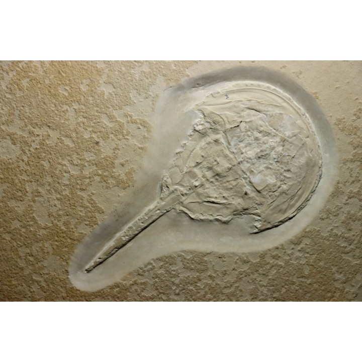VERY rare limulus - CENOMANIAN  - Gara Sbaa, MOROCCO