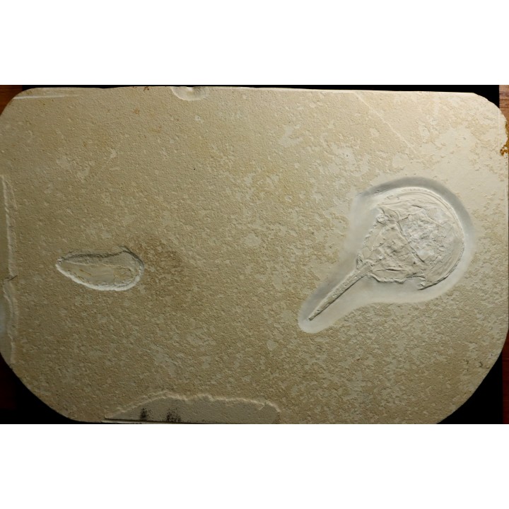VERY rare limulus - CENOMANIAN  - Gara Sbaa, MOROCCO