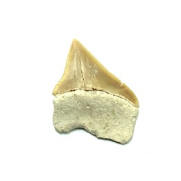RARE !!! Xiphodolamia serrata  Priabonian - Late Eocene - Samlat Fm.  DAKHLA – MOROCCO
