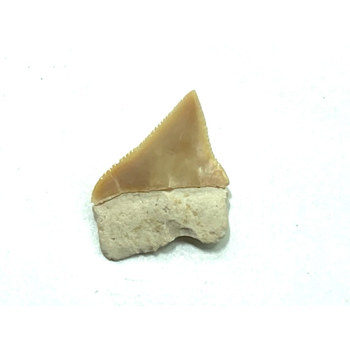 RARE !!! Xiphodolamia serrata  Priabonian - Late Eocene - Samlat Fm.  DAKHLA – MOROCCO