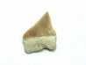 RARE !!! Xiphodolamia serrata  Priabonian - Late Eocene - Samlat Fm.  DAKHLA – MOROCCO