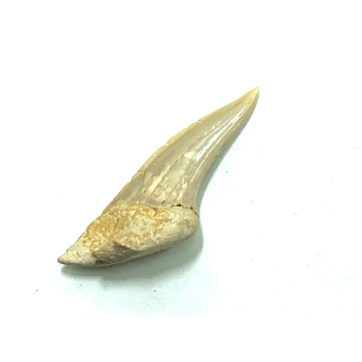 RARE !!! Xiphodolamia serrata  Priabonian - Late Eocene - Samlat Fm.  DAKHLA – MOROCCO