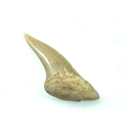 Xiphodolamia serrata  Priabonian - Late Eocene, Samlat Fm.  DAKHLA – MOROCCO