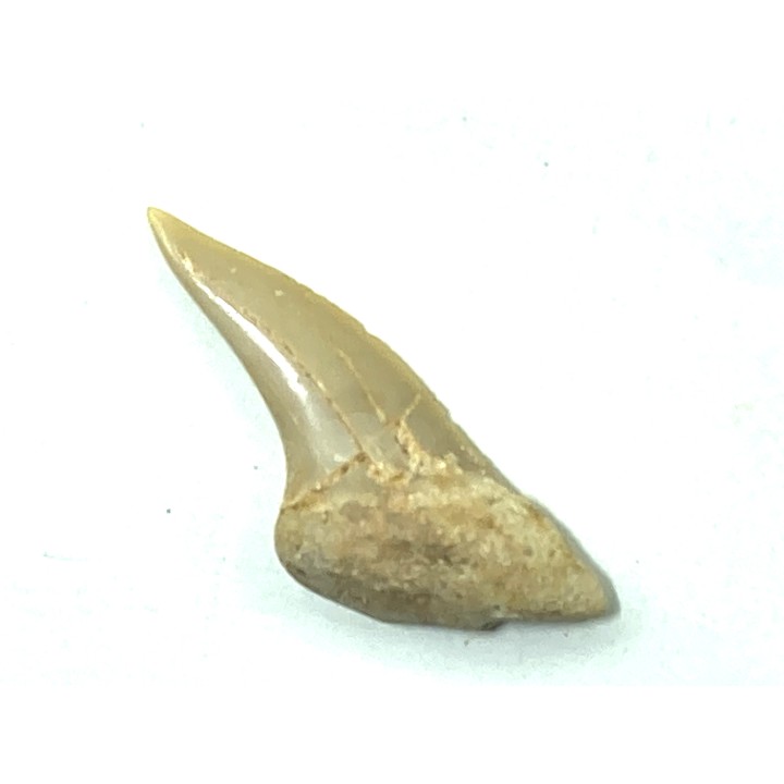 RARE !!! Xiphodolamia serrata  Priabonian - Late Eocene - Samlat Fm.  DAKHLA – MOROCCO