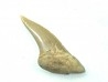 RARE !!! Xiphodolamia serrata  Priabonian - Late Eocene - Samlat Fm.  DAKHLA – MOROCCO