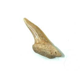 RARE !!! Xiphodolamia serrata  Priabonian - Late Eocene - Samlat Fm.  DAKHLA – MOROCCO