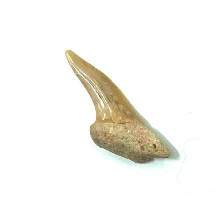 RARE !!! Xiphodolamia serrata  Priabonian - Late Eocene - Samlat Fm.  DAKHLA – MOROCCO