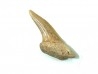 RARE !!! Xiphodolamia serrata  Priabonian - Late Eocene - Samlat Fm.  DAKHLA – MOROCCO