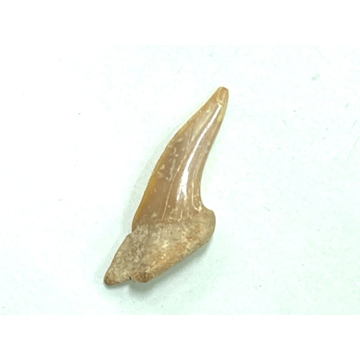 RARE !!! Xiphodolamia serrata  Priabonian - Late Eocene - Samlat Fm.  DAKHLA – MOROCCO
