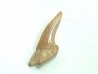 RARE !!! Xiphodolamia serrata  Priabonian - Late Eocene - Samlat Fm.  DAKHLA – MOROCCO