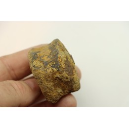 dinosaure vertebra: TRICERATOPS HORRIDUS
