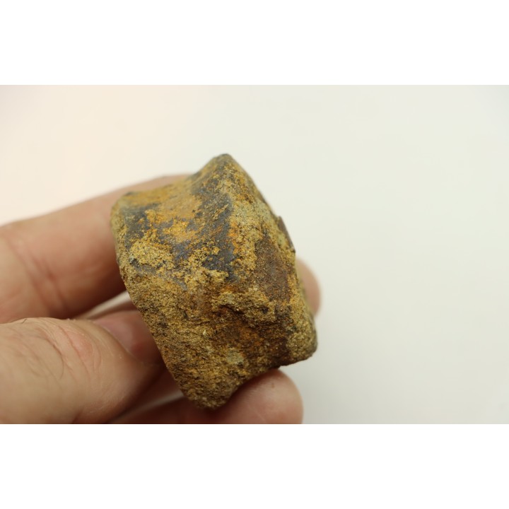 dinosaure vertebra: TRICERATOPS HORRIDUS