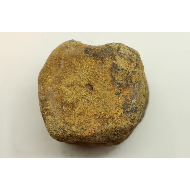 dinosaure vertebra: TRICERATOPS HORRIDUS