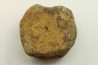 dinosaure vertebra: TRICERATOPS HORRIDUS