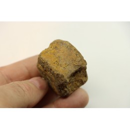 dinosaure vertebra: TRICERATOPS HORRIDUS