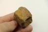 dinosaure vertebra: TRICERATOPS HORRIDUS