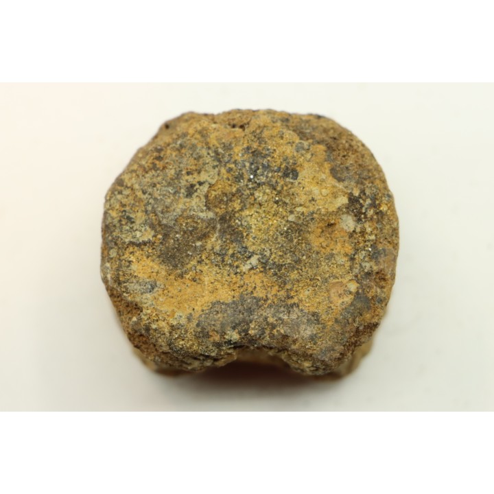 dinosaure vertebra: TRICERATOPS HORRIDUS