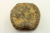 dinosaure vertebra: TRICERATOPS HORRIDUS