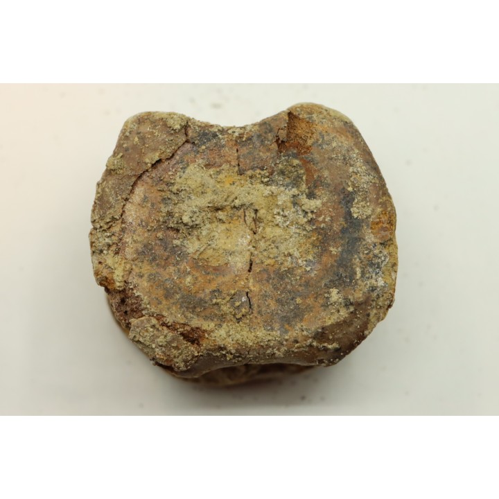 dinosaure vertebra: TRICERATOPS HORRIDUS