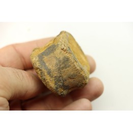 dinosaure vertebra: TRICERATOPS HORRIDUS