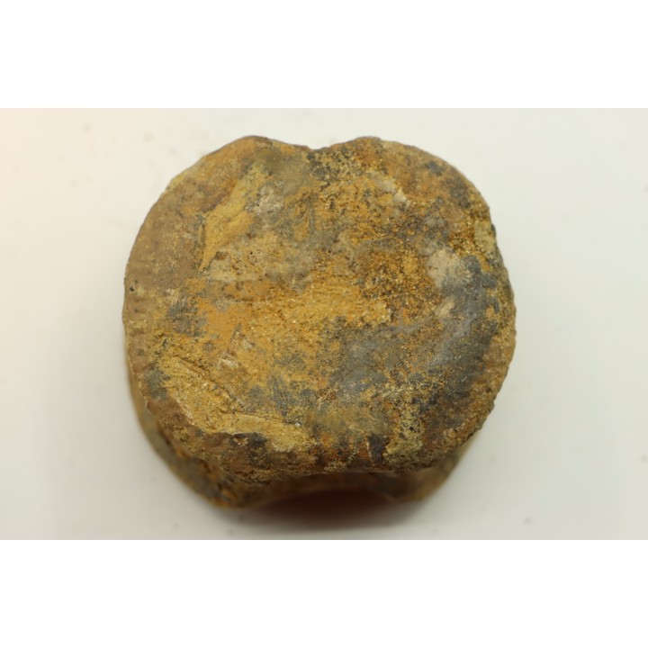 dinosaure vertebra: TRICERATOPS HORRIDUS