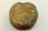 dinosaure vertebra: TRICERATOPS HORRIDUS