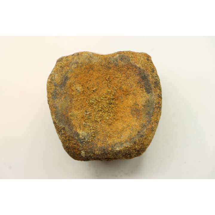 dinosaure vertebra: TRICERATOPS HORRIDUS