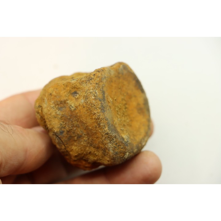 dinosaure vertebra: TRICERATOPS HORRIDUS