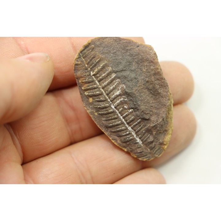 PECOPTERIS VILLOSA - Carboniferous - Mazon Creek - USA