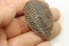 PECOPTERIS VILLOSA - Carboniferous - Mazon Creek - USA