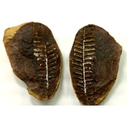 Nodule de fougère: PECOPTERIS VILLOSA - carbonifère - Mazon creek - USA