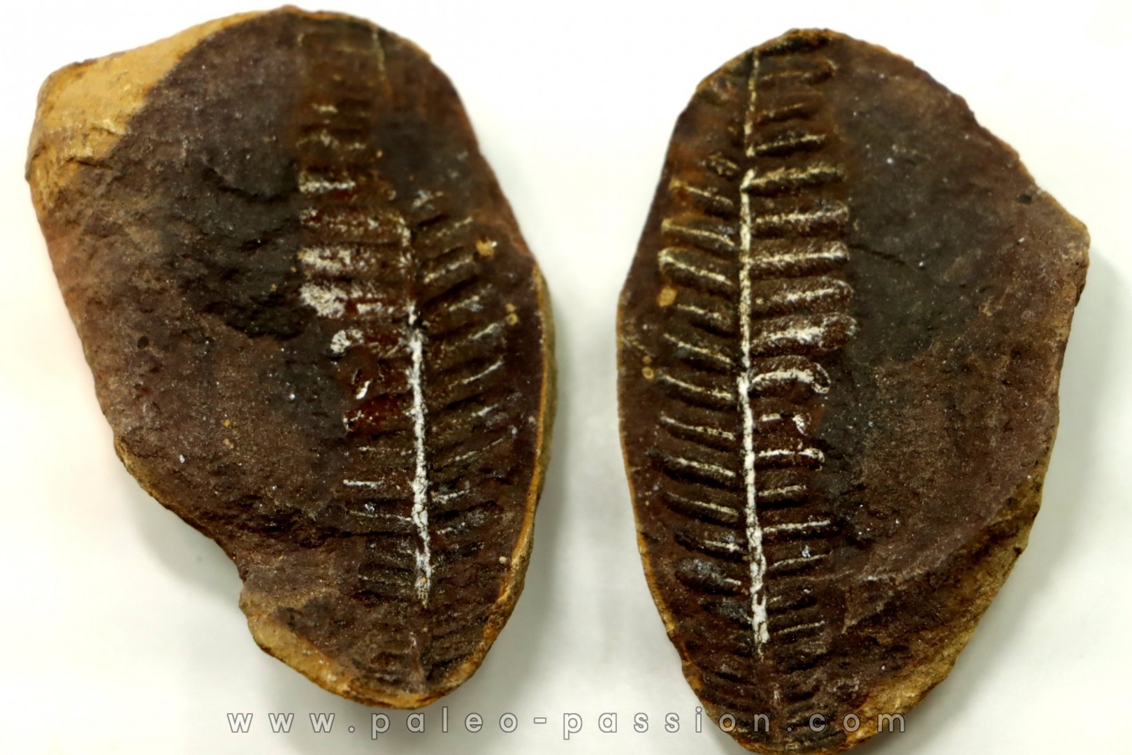 PECOPTERIS VILLOSA - Carboniferous - Mazon Creek - USA