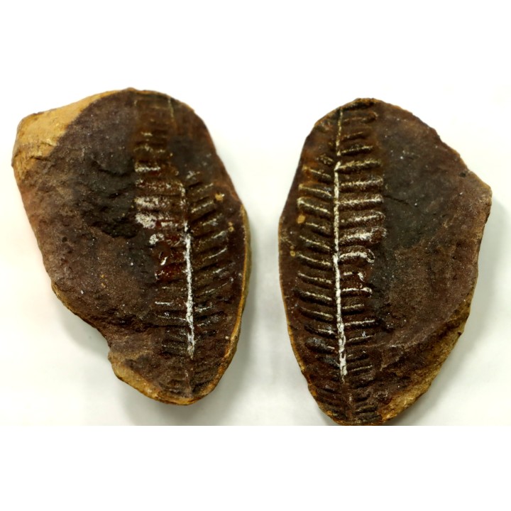 Nodule de fougère: PECOPTERIS VILLOSA - carbonifère - Mazon creek - USA