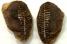 Nodule de fougère: PECOPTERIS VILLOSA - carbonifère - Mazon creek - USA