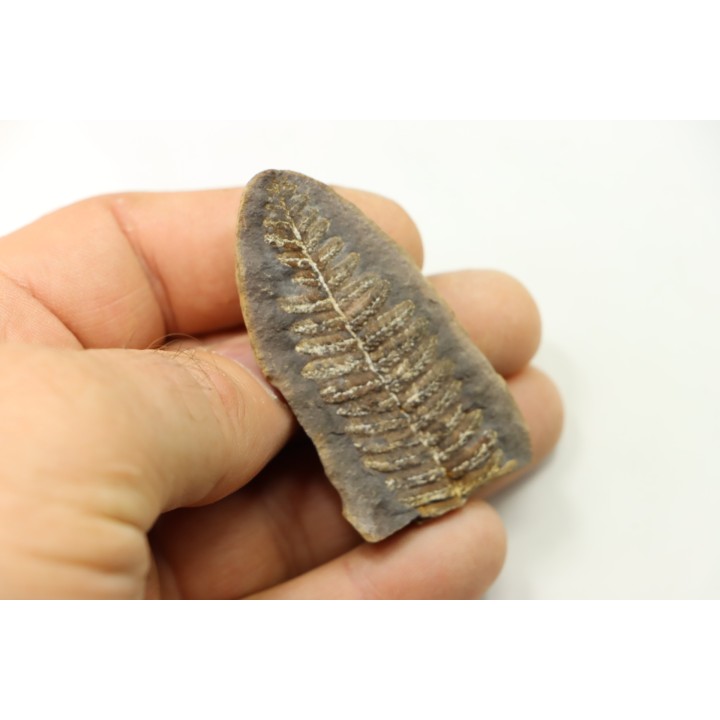 PECOPTERIS VILLOSA - Carboniferous - Mazon Creek - USA