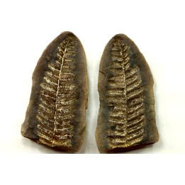 PECOPTERIS VILLOSA - Carboniferous - Mazon Creek - USA