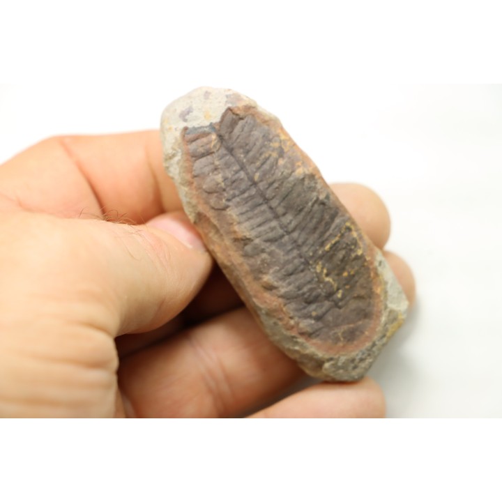 PECOPTERIS VILLOSA - Carboniferous - Mazon Creek - USA