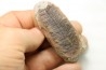 PECOPTERIS VILLOSA - Carboniferous - Mazon Creek - USA