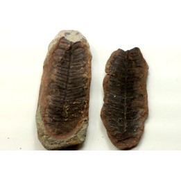 Nodule de fougère: PECOPTERIS VILLOSA - carbonifère - Mazon creek - USA