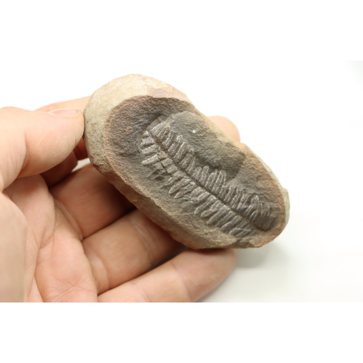 Nodule de fougère: PECOPTERIS VILLOSA - carbonifère - Mazon creek - USA