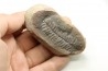 Nodule de fougère: PECOPTERIS VILLOSA - carbonifère - Mazon creek - USA