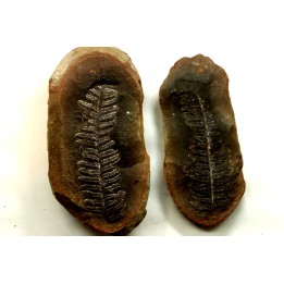 Nodule de fougère: PECOPTERIS VILLOSA - carbonifère - Mazon creek - USA